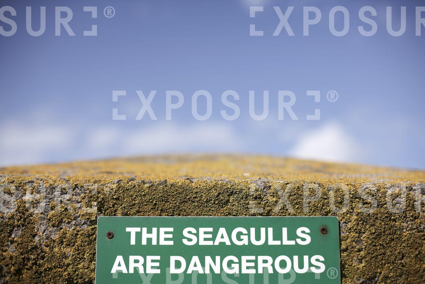 The seagulls are dangerous