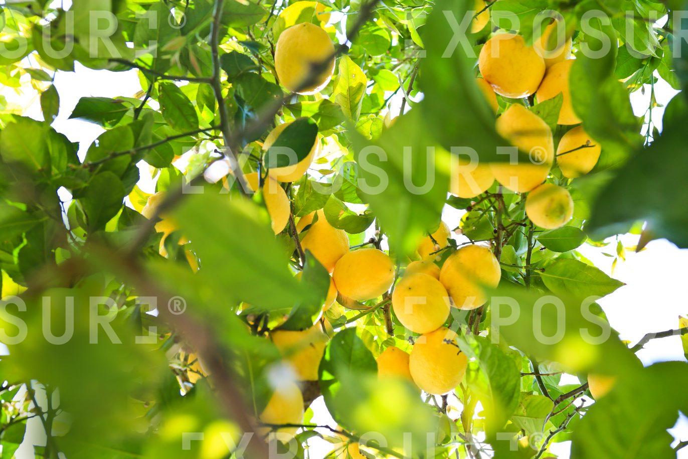 lemon tree, Seville