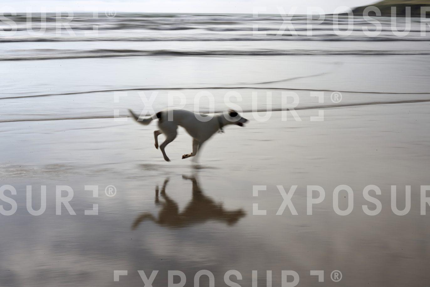 Dog scampering across a beach