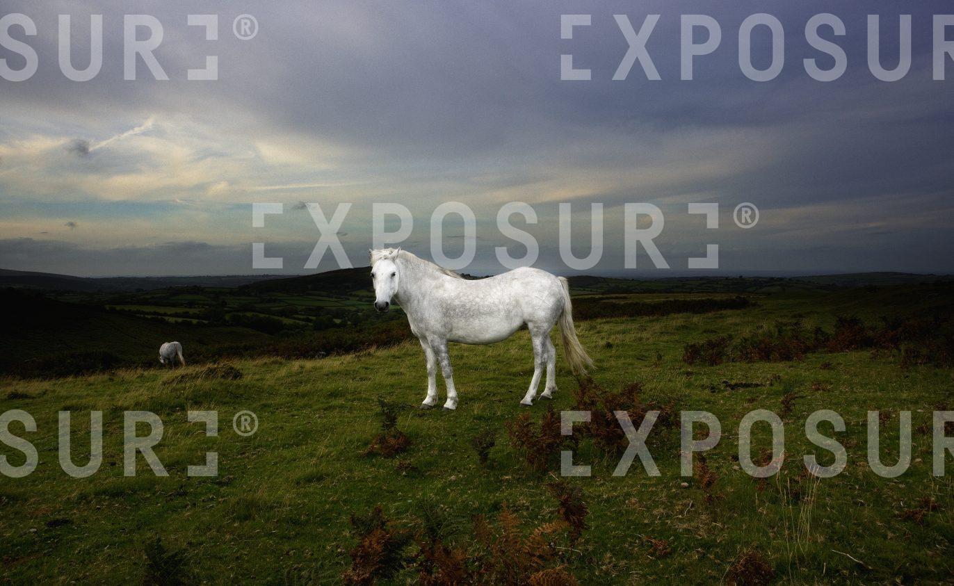 White Horse Dartmoor