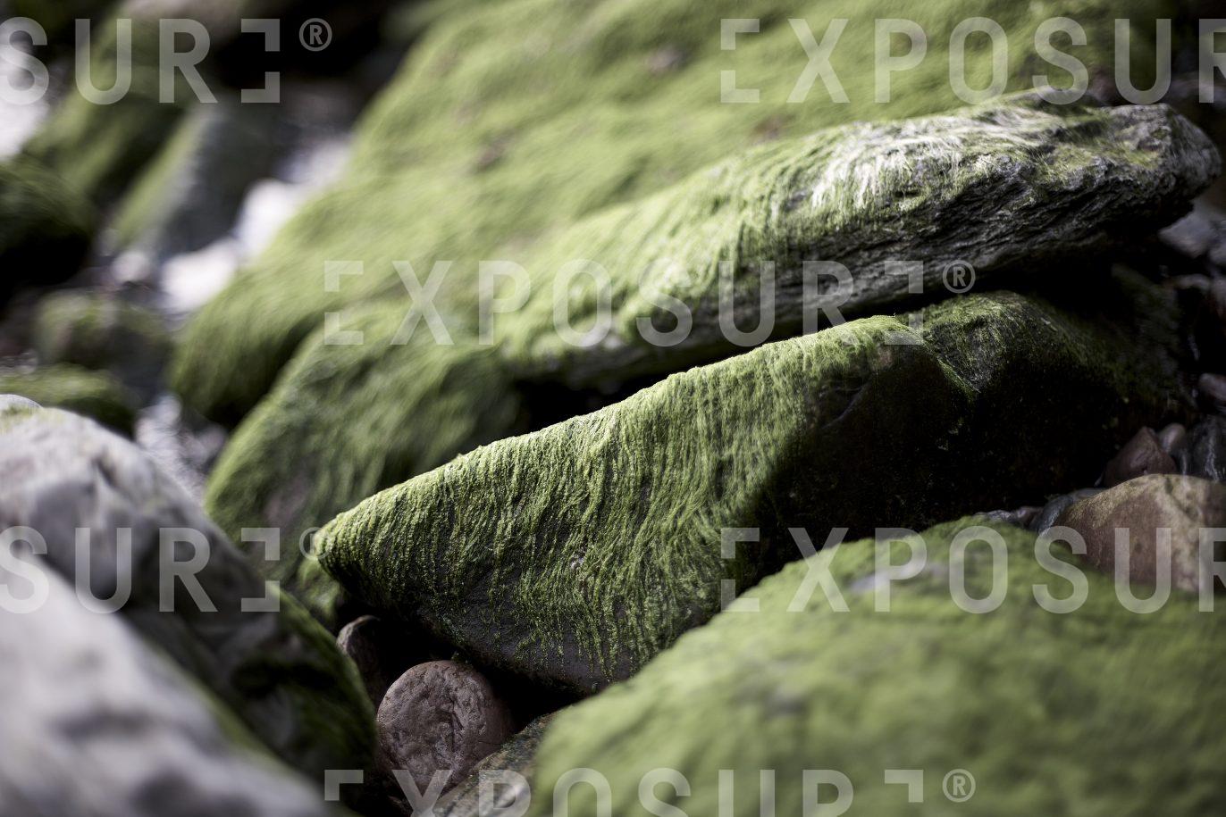 Devon, chlorophyta covered rocks