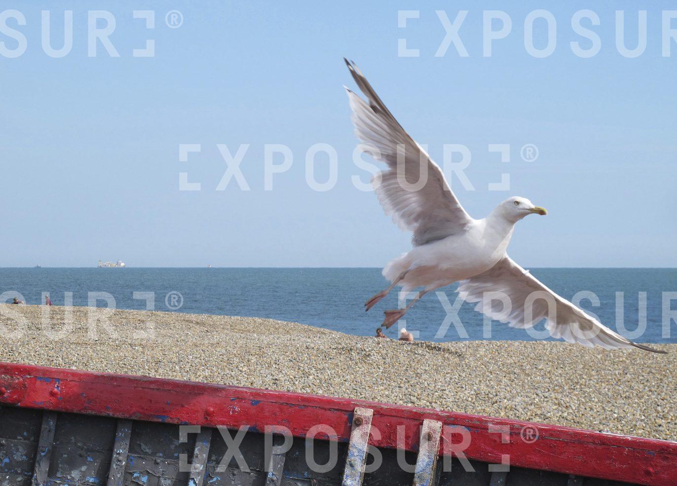 Seagull in Suffolk