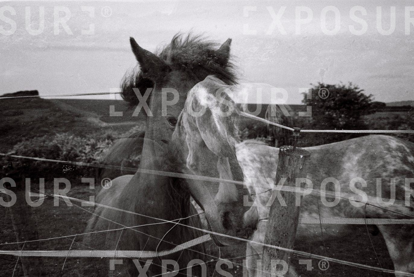 Double exposure horses